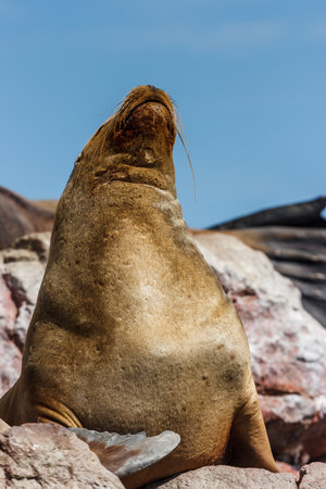 Portrait of a sea lion, Islas Ballestas, Paracas Peninsula, Peru