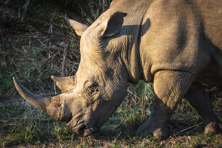 Picture of a rhino eating grass in the Hluhluwe - Imfolozi National Park, South africaの写真素材