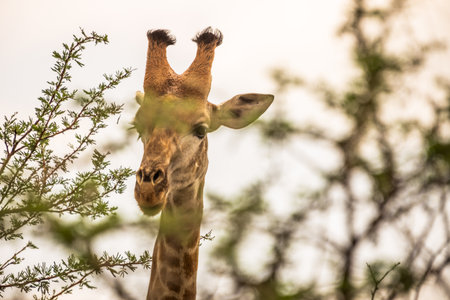 Picture of a giraffe during a safari in the Hluhluwe - imfolozi National Park in South africaの写真素材