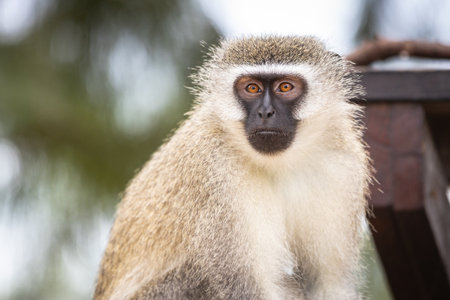 Picture of a Vervet monkey (chlorocebus pygerythrus) with big eyes in the Isimangaliso National Park...