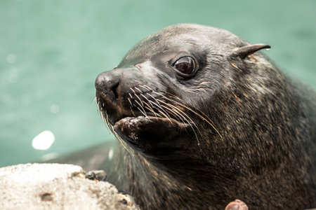 Picture of a seal swimming in Kalk Bay harbor, near Cape Town, South africa
