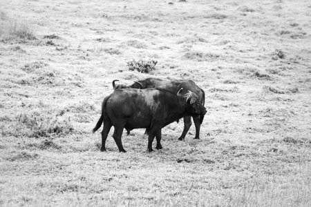 Picture of two buffalos parring and playing in the Isimangaliso National Park in Southafricaの写真素材