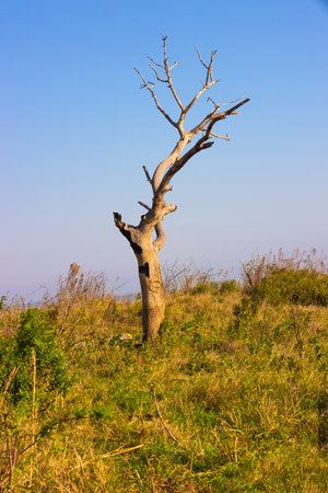 Picture of a dry dead acacia tree in the Hluhluwe - imfolozi National Park in South africaの写真素材