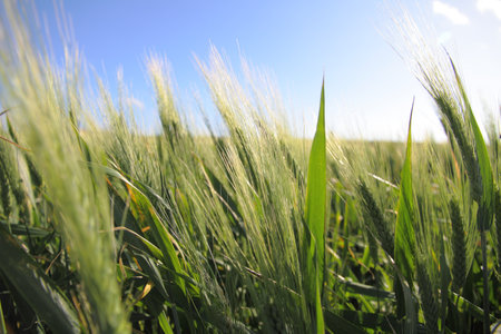 ripe wheat against blue skyの写真素材