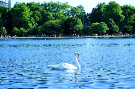 swan swimming in the lakeの写真素材