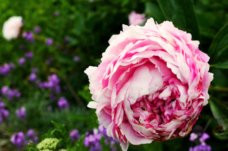 big pink flowerの写真素材