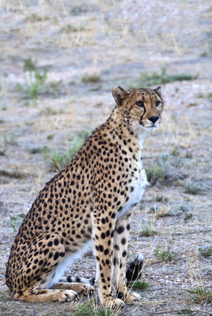 Namibia, in cheetahacinonyx jubatus in the Omaruru reserveの写真素材