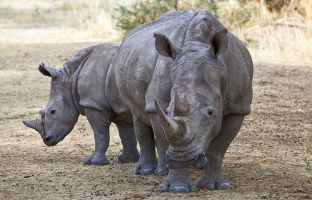 Namibia, white rhinoceros Ceratotherium simum in Omaruru reserveの写真素材