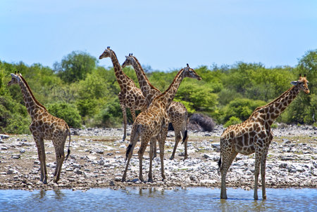 Namibia, Owamboland, giraffes giraffe camelopardis near a pond in the Etosha National Parkの写真素材
