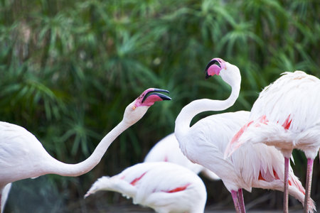 Namibia, greather flamingos phoenicopterus ruber in Mount Etjo reserveの写真素材