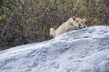Tanzania, Serengeti National Park, Lobo area, a lion Panthera leoの写真素材
