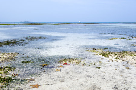Zanzibar, western coast, sea stars on a beach of  Prison islandの写真素材