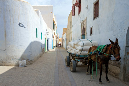 Kairouan, Tunisia - May 5, 2007:  A donkey among the old houses of the Medinaのeditorial素材