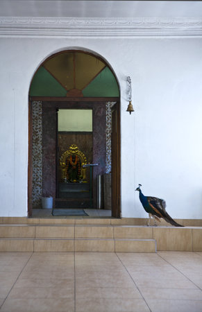 Durban, South Africa - March 9, 2010: A peacock on the entrance of the Indian temple Soobramoneyのeditorial素材
