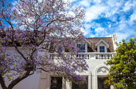 Santa Barbara,  U.S.A. - June 1, 2011:  A traditional house behind a tree, of the country centerのeditorial素材