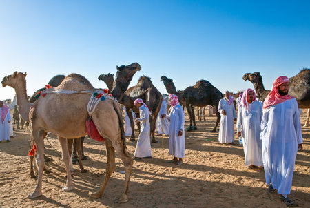 Rijadh,  Saudi Arabia - November 8, 2007: Local traders and animals in the camel market 'Souq Al Jamal' in Rijadh suburb.のeditorial素材