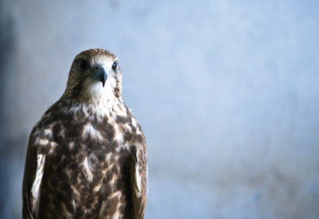 Bahrain, Manama, a Saker Falcon.の写真素材