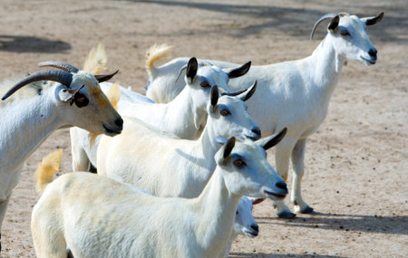 Bahrain, goats in the  Al Areen Wildlife Park, in the outskirts of Manama