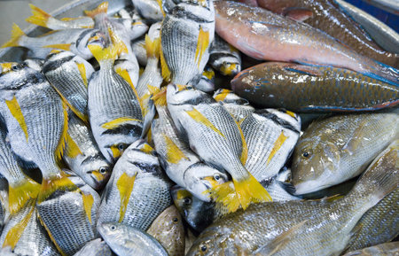 Bahrain.Manama city, fish on sale in the Central Marketの写真素材