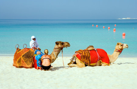 Dubai, U.A.E. - November 15, 2006:  Camels on the  beach of the Oasis resort in the new Marina quarterのeditorial素材