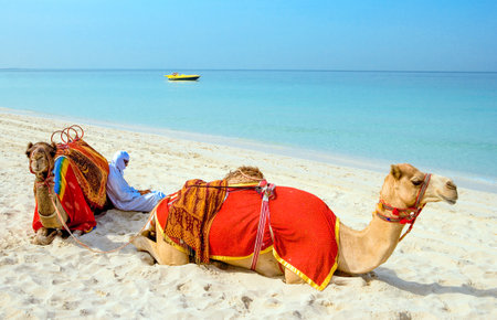 Dubai, U.A.E. - November 15, 2006:  Camels on the  beach of the Oasis resort in the new Marina quarterのeditorial素材