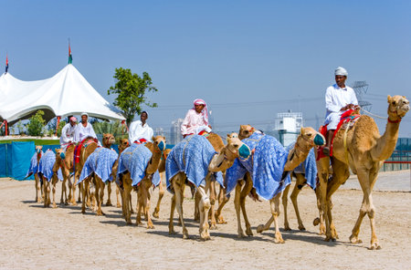 Dubai, U.A.E. - February 18,  2007: Camel racing in training in the outskirts of the cityのeditorial素材