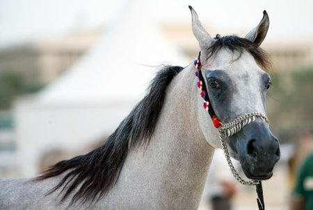 Qatar, Doha, an arabian horse in a horse showの写真素材