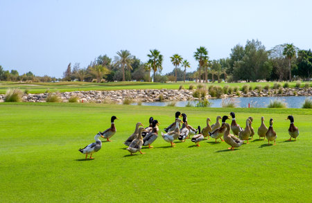 Qatar, Doha, ducks in the Doha Golf Clubの写真素材