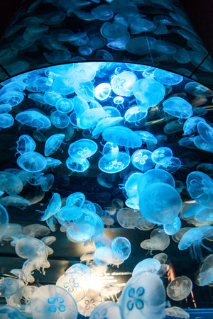 Cherbourg,  France, - May 21, 2012:  Normandy, La Cite De La Mer, the jellyfish of the aquarium.のeditorial素材