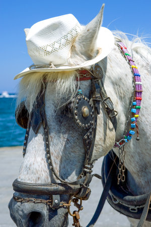 Greece, Crete, an horse with hat in the Chania seafrontの写真素材