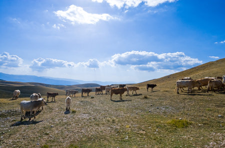 Italy, Gran Sasso National Park, the pasturelands of the Campo Imperatore plateauの写真素材