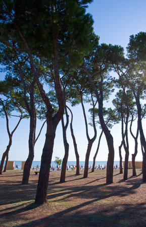 Italy, Pineto, the pinewood  trees of the  beachの写真素材