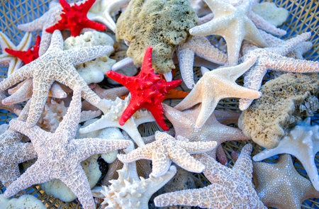 Gallipoli, Italy,a collection of starfish in the fish marketの写真素材