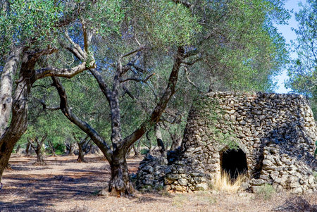 Italy,Murge Salentine, the Pagghiare, ancient rural constructions in an olive groveの写真素材
