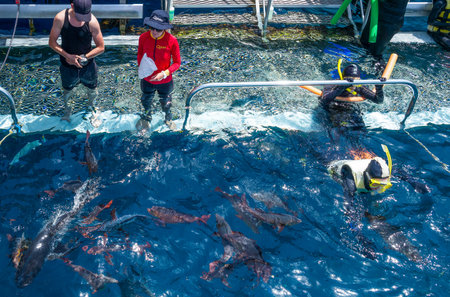 Port Douglas, Australia - October 19, 2014: Queensland region, lifegard and tourists in the great barrier marine parkのeditorial素材