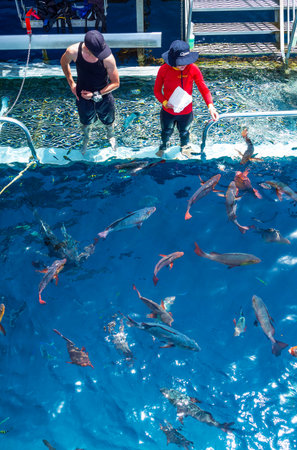 Port Douglas, Australia - October 19, 2014: Queensland region, lifegards feeding the fish in the great barrier marine parkのeditorial素材