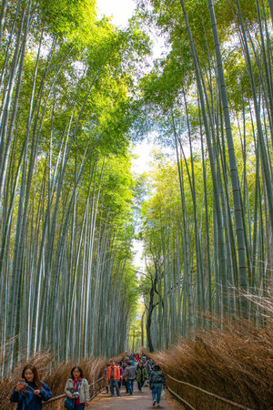 Kyoto, Japan - April 18, 2018: Tourists in the bamboo forest near the Arashiyama districtのeditorial素材