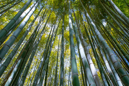 Japan, Kyoto, the bamboo forest near the Arashiyama district