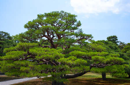 Kyoto, Japan, beautiful trees in the park of the Nijo castleのeditorial素材