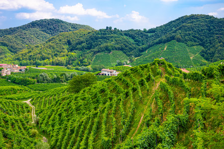 Valdobbiadene, Italy, the Prosecco vineyards on the hills of valdobbiadene conegliano areaの写真素材