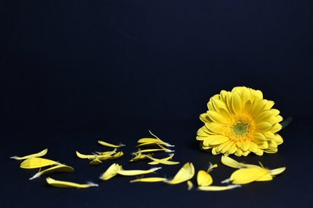 yellow daisy with petals on blackの写真素材
