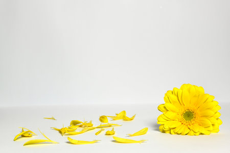 yellow daisy and petals on a white backgroundの写真素材