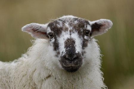 Sheep near the Snowdon, Snowdonia national park, Wales (UK).の写真素材