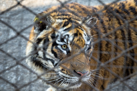 A Tiger behind the fence in the Siberian Tiger Park, Harbin, Chinaの写真素材
