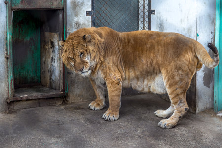 A Liger in the Siberian Tiger Park, Harbin, China. The Liger is the hybrid of a male lion and a female tiger, and there is only a 0.1% chance That such a baby is born.の写真素材