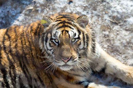 The beautiful look of a Tiger behind the fence in the Siberian Tiger Park, Harbin, Chinaの写真素材