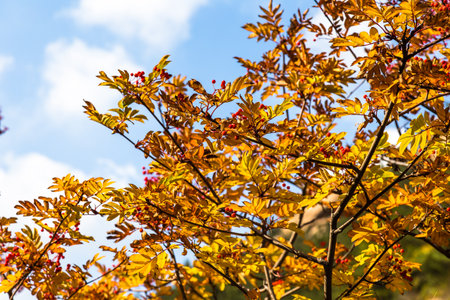 Autumn leaves in Bei Jiu Shui trail, Laoshan Mountain, Qingdao, China. Bei Jiu Shui is famous for the many pools of crystal clear water and it's waterfallsの写真素材