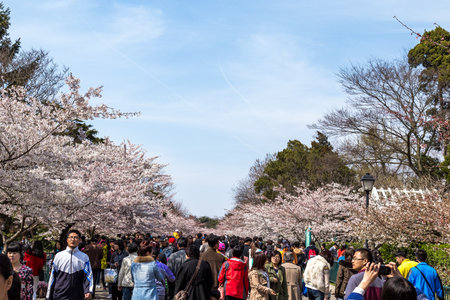 April 2015 - Qingdao, China - Tourists walk in Zhongshan park During The Cherry blossoms festival That happens every year in Spring.のeditorial素材