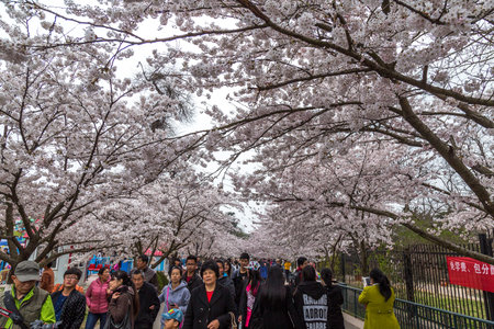 April 2015 - Qingdao, China - Tourists walk in Zhongshan park During The Cherry blossoms festival That happens every year in Spring.のeditorial素材