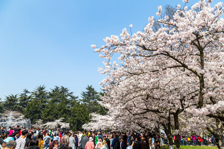 April 2016 - Qingdao, China - Tourists walk in Zhongshan park During The Cherry blossoms festival That happens every year in Spring.のeditorial素材